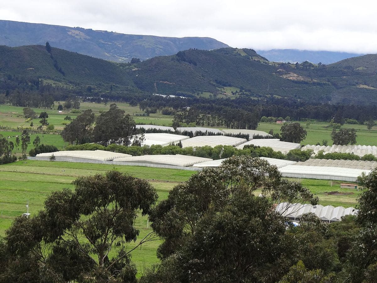 Invernaderos en Nemocón, Sabana de Bogotá