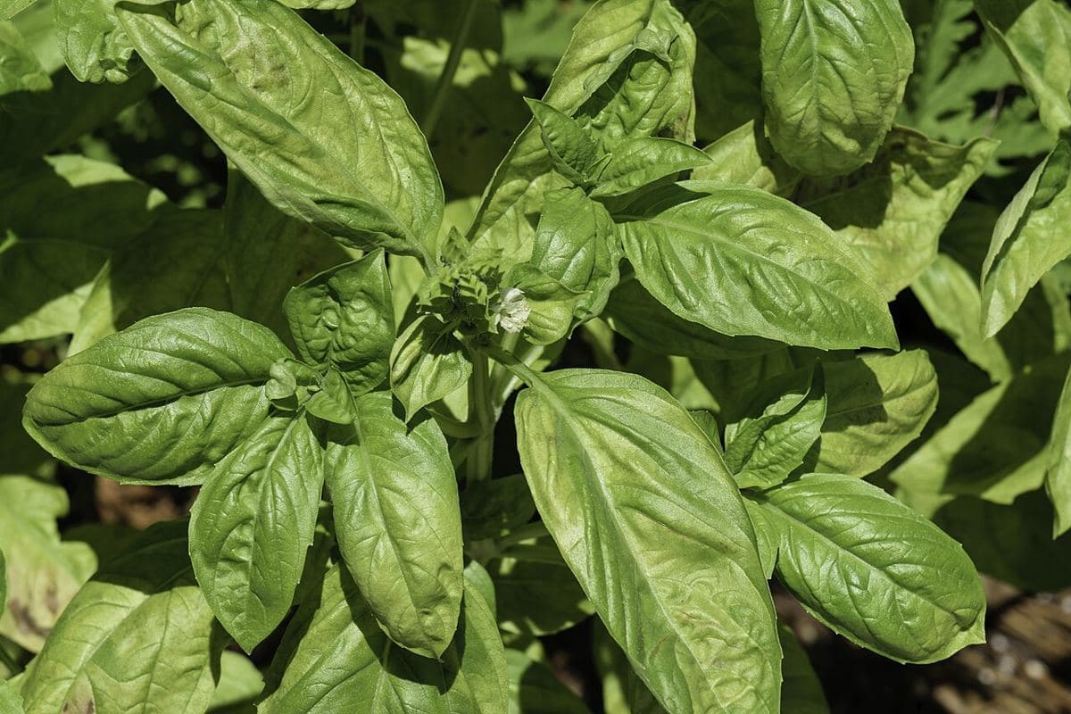 Albahaca