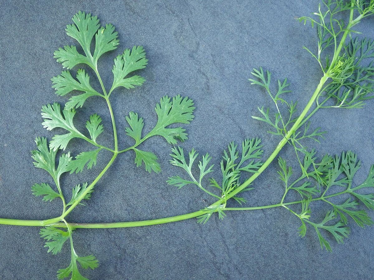 Cilantro