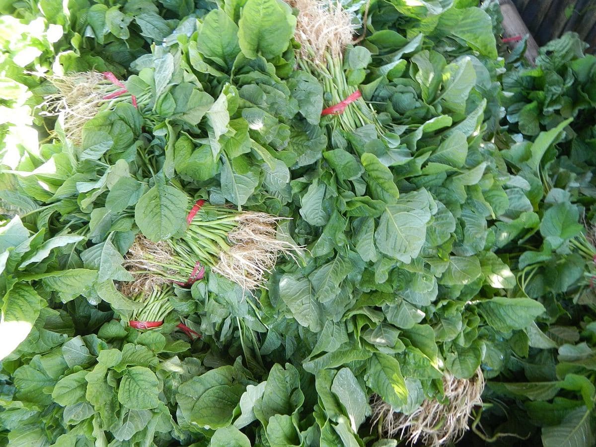 Espinaca