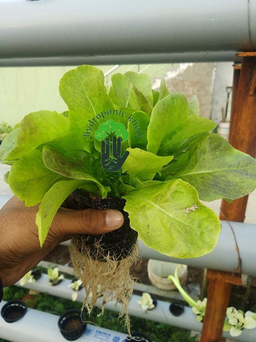 Lechuga