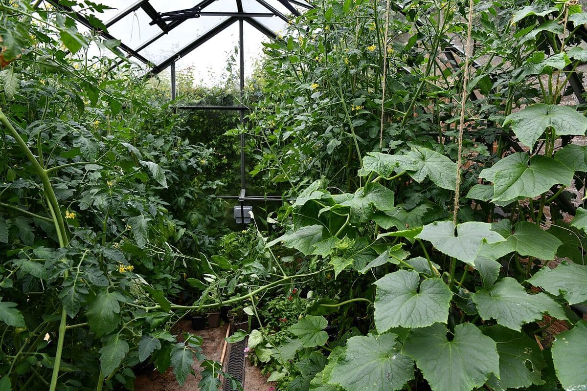 Tomate