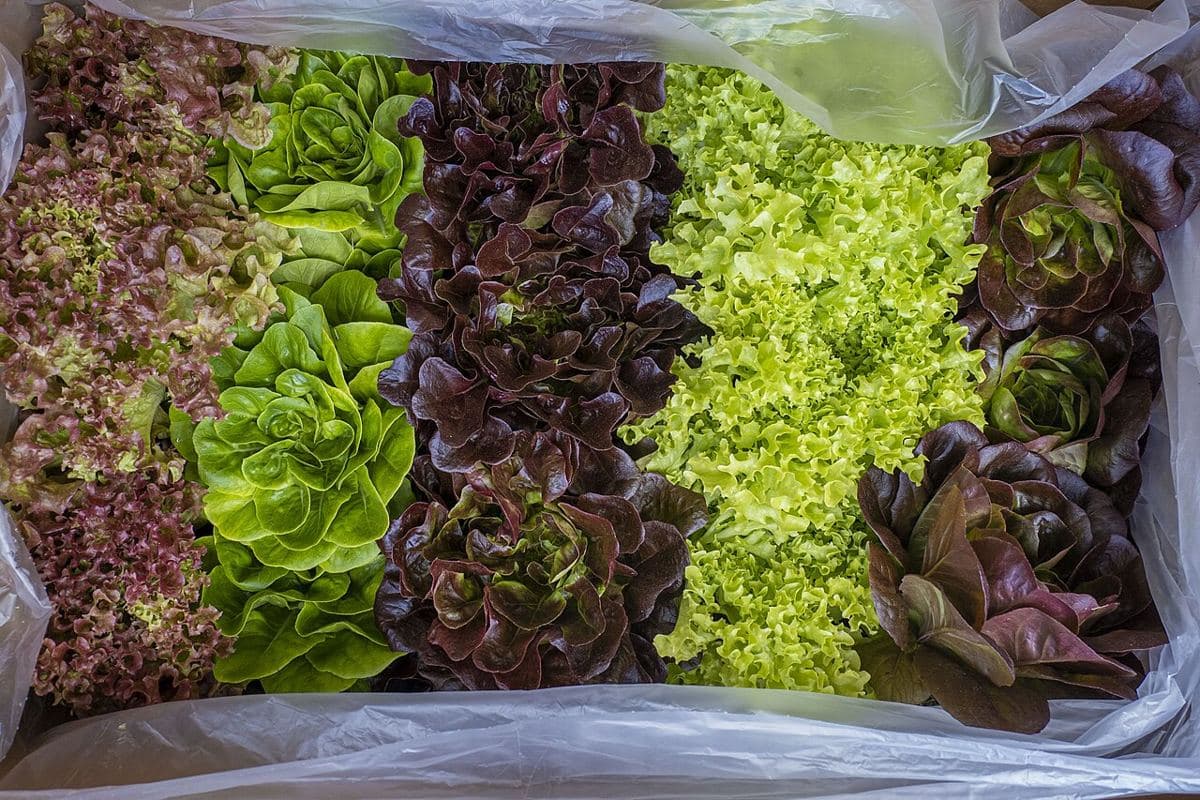 NFT · lámina de nutriente