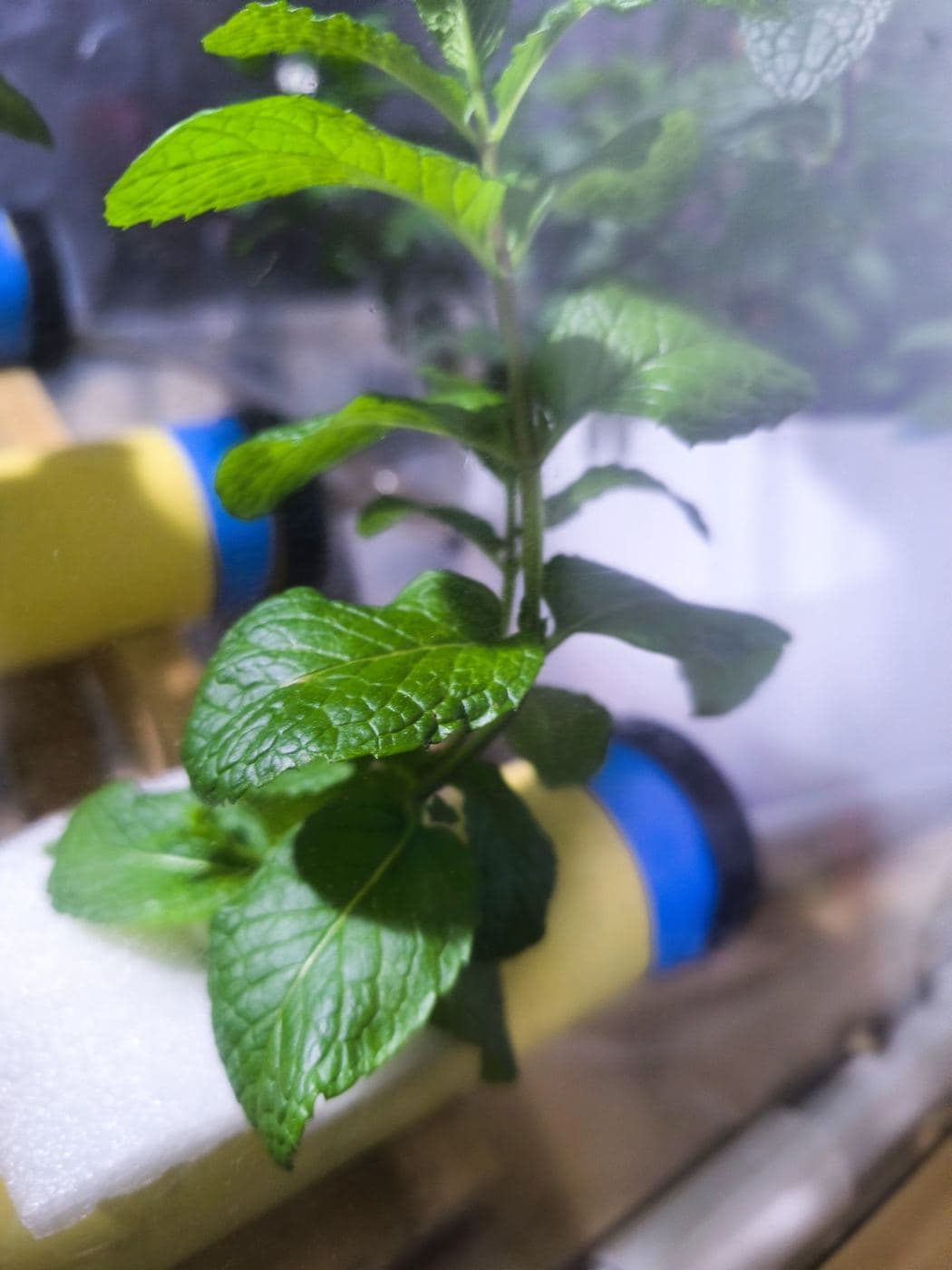Hoja de hierbabuena