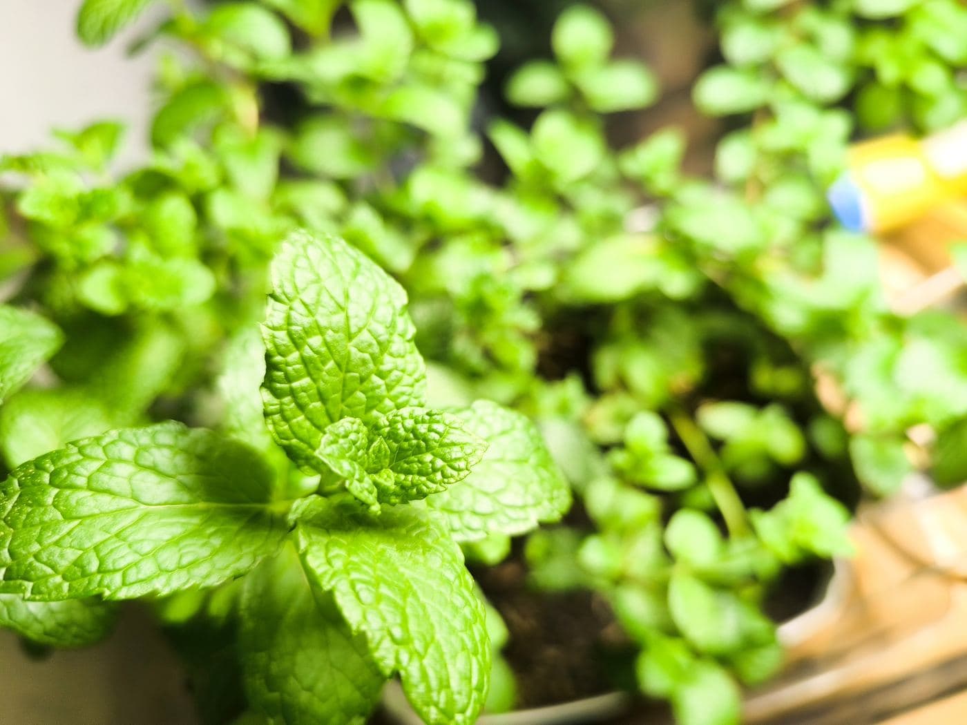 Hierbabuena en el cultivo